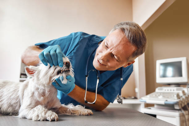 Best Emergency Dental Care for Trauma or Injury in Svis, IL